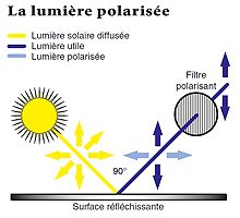 schema polarisation de la lumire