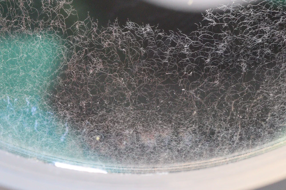 nettoyage_optique_champignons