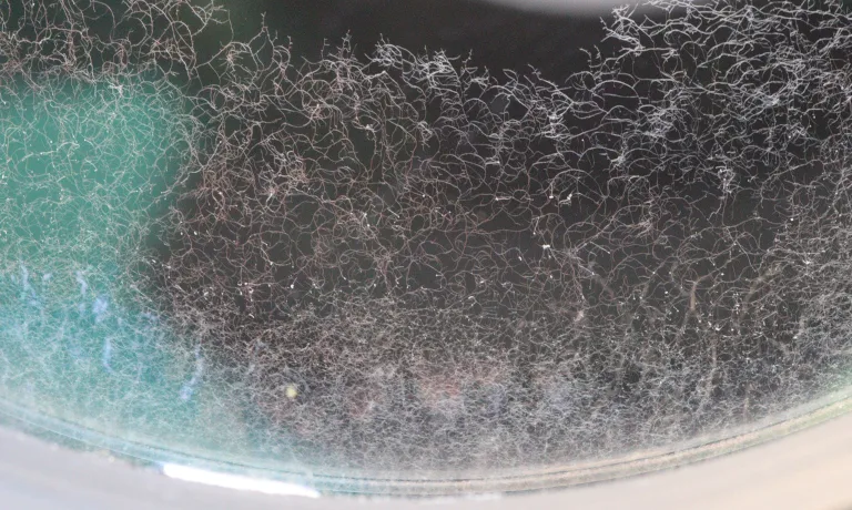 nettoyage_optique_champignons